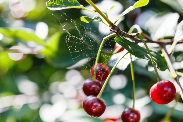 Spiderweb och mogna röda körsbär på träd i sommar — Stockfoto