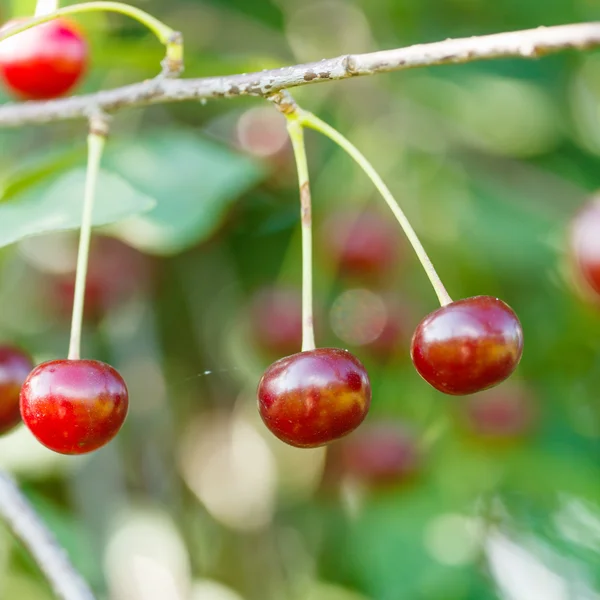 Tre röda körsbär mogna frukter på nära håll på träd — Stockfoto