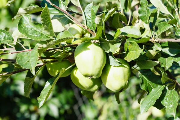 Зеленые яблоки на дереве, освещенные солнечным светом — стоковое фото