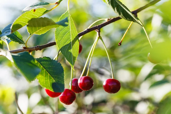 Flera röda körsbär mogna frukter på trädgren — Stockfoto