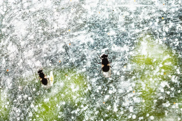 Zwei Chloropide fliegen auf sonnigem Fensterglas — Stockfoto