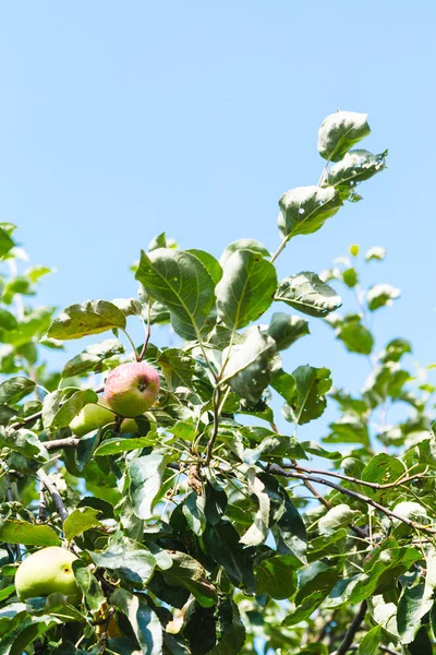 Pommes roses et rouges sur pommier — Photo