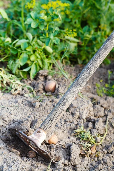 チョッパーで古いジャガイモから庭を掃除 — ストック写真