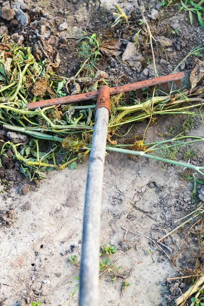 Raking of dried grass by garden rake — Stock Photo, Image