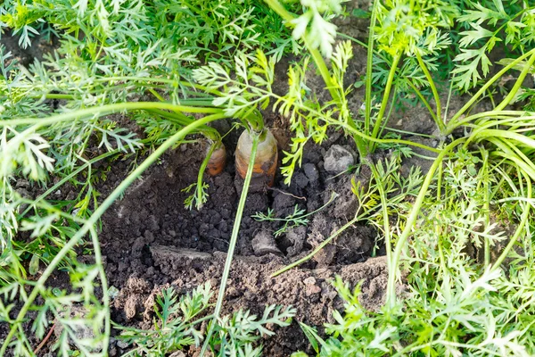 Olgun kırmızı havuç Bahçe yataklar — Stok fotoğraf