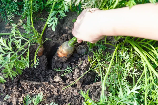 Ręka podnosi dojrzałe czerwone marchewki z łóżko ogród — Zdjęcie stockowe