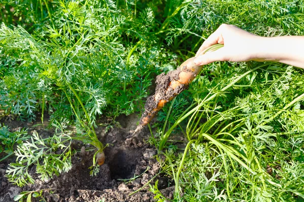 Een vers geplukt wortel in de hand — Stockfoto