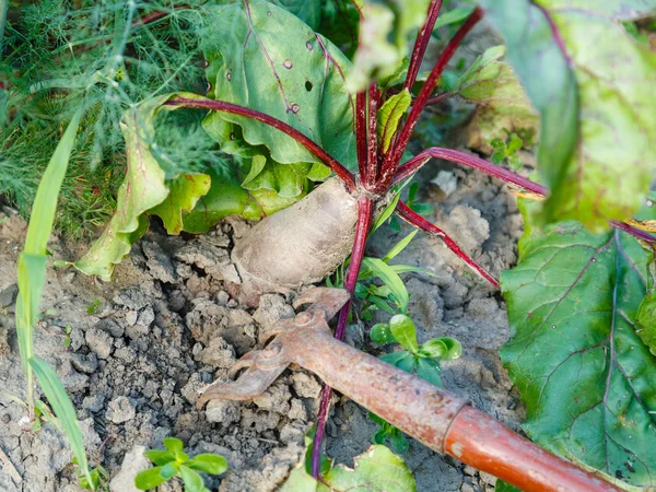 Spudding z czerwonych buraków na łóżko ogród — Zdjęcie stockowe