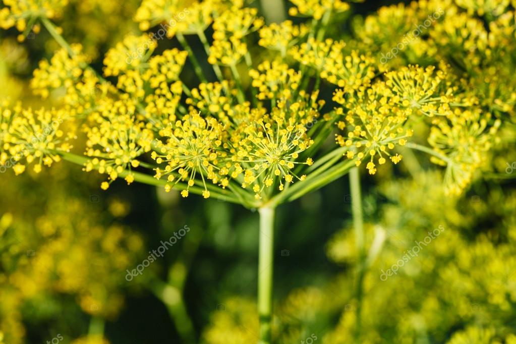 Yellow flowers of dill herb close up — Stock Photo © vvoennyy 78018090