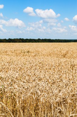alan od olgun buğday ile kırsal manzara