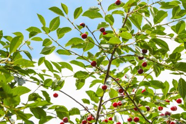 blue sky and red cherry on tree