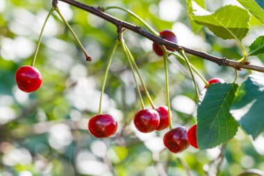 branch with several cherry ripe fruits close up