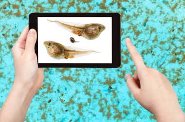 naturalist studies tadpoles of frog in water pool