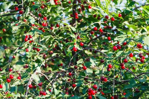 Molti ciliegio rosso sull'albero in estate — Foto Stock