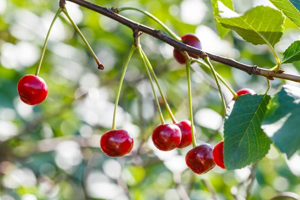 Branch with several cherry ripe fruits close up — Stock Photo, Image