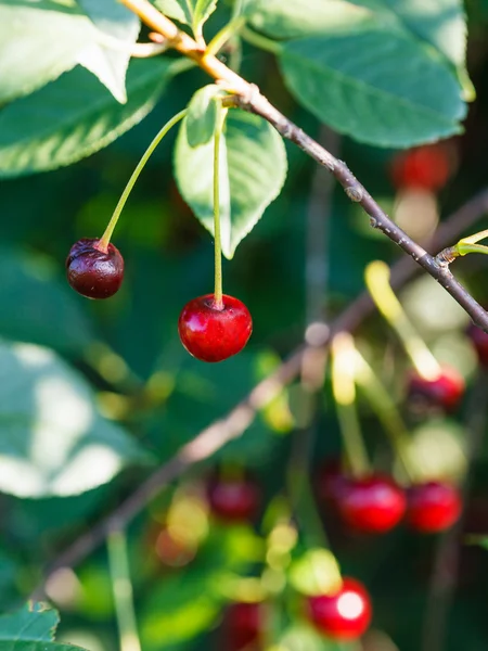 Two red cherry ripe fruits on tree — Stock Photo, Image