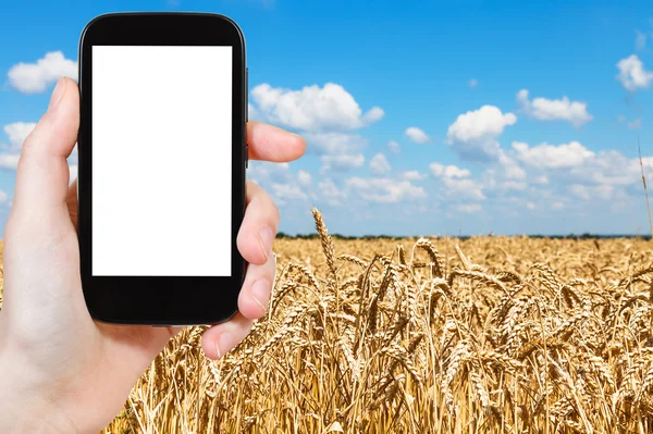 Tourist photographs wheat field under blue sky — Φωτογραφία Αρχείου