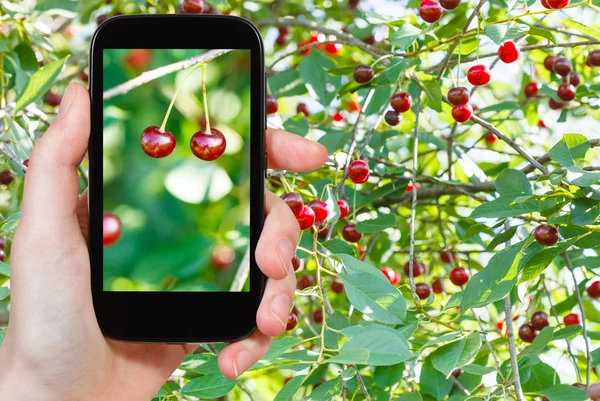 Tourist photographs of two ripe red cherry — Stock Photo, Image