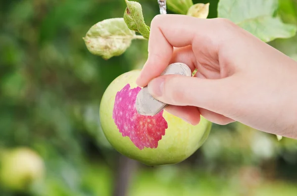 Hand deletes green apple surface by rubber eraser — 图库照片