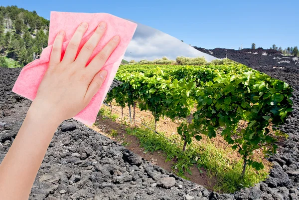 Mão elimina lava na encosta do vulcão Etna por pano rosa — Fotografia de Stock