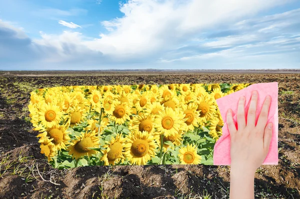 Hand deletes spring plowed field by pink cloth — 图库照片