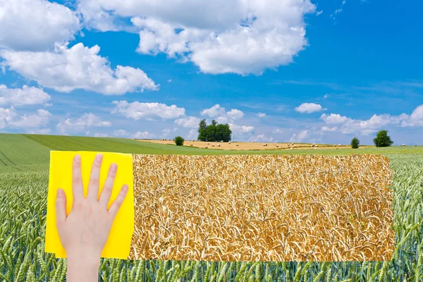 Hand deletes green wheat field by yellow cloth — Φωτογραφία Αρχείου