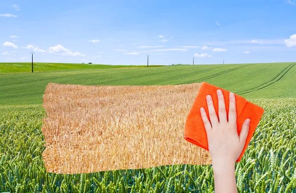 Hand deletes green wheat field by orange cloth — Φωτογραφία Αρχείου