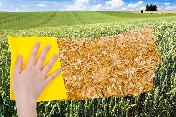 Hand deletes green wheat ears by yellow cloth — Stock Photo, Image