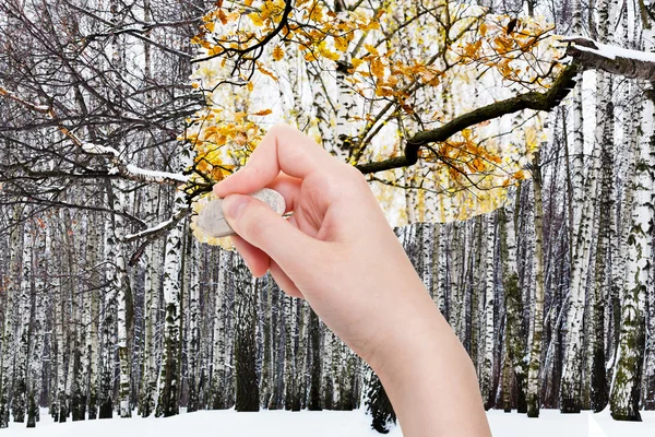 Рука видаляє зимовий ліс гумовою гумкою — стокове фото