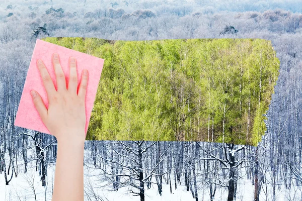 Hand deletes winter woods by pink cloth — Stock Photo, Image