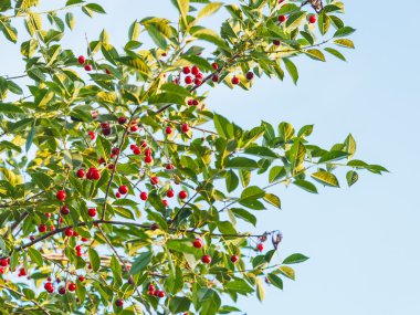 Mavi gökyüzü ve ile olgun kırmızı kiraz ağacının dalını