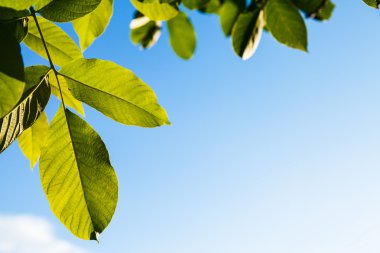 Ceviz ağacının ışıklı yeşil yaprakları