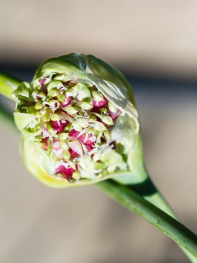 pırasa, taze tohum yakın çekim