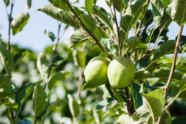 ağaç dalında yeşil elmalar