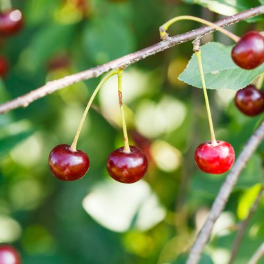 Kırmızı Kiraz olgunlaşmış meyve ağacı dalı üzerinde yakın çekim