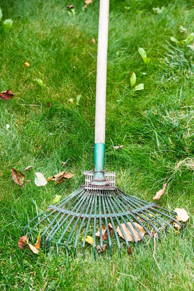 Cleaning of fallen leaves from lawn by rake — Stock Photo, Image