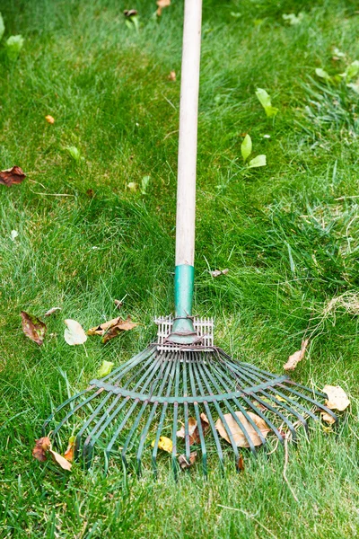 Reiniging van gevallen bladeren van het gazon door hark — Stockfoto