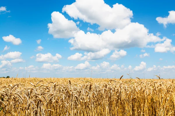 Rural landscape with ears of ripe wheat in field — Stock Photo, Image