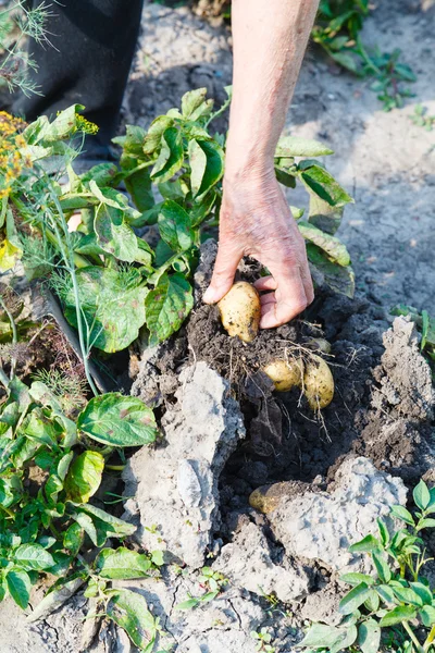 Contadino che raccoglie patate in giardino — Foto Stock