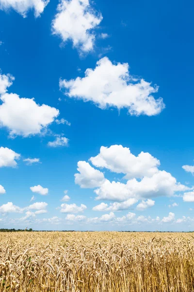 Modrá obloha s bílé mraky nad pšenice výsadby — Stock fotografie