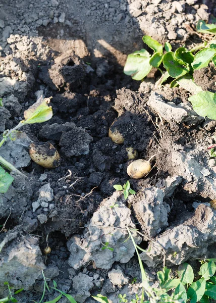 Harvesting of potatoes in garden — Stock Photo, Image