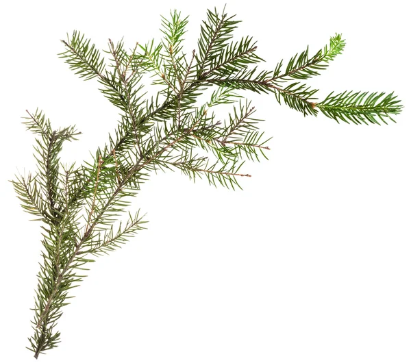 One simple fresh branch of christmas tree — Stock fotografie