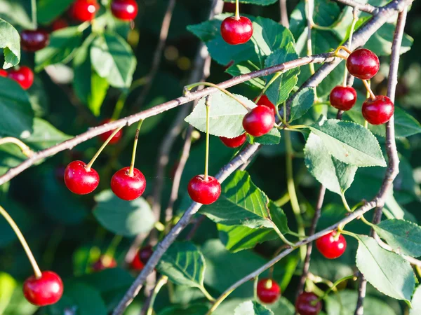 Många mogna körsbär på trädgren på sommaren — Stockfoto