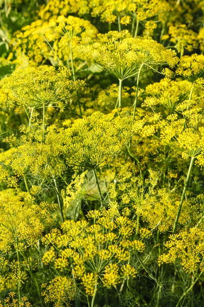 Yellow flowers on dill herb in garden in evening — Stock Photo, Image