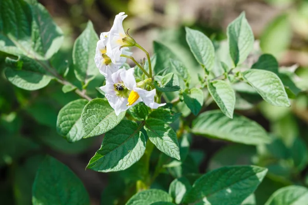 Flores de papa en el arbusto verde en el jardín —  Fotos de Stock