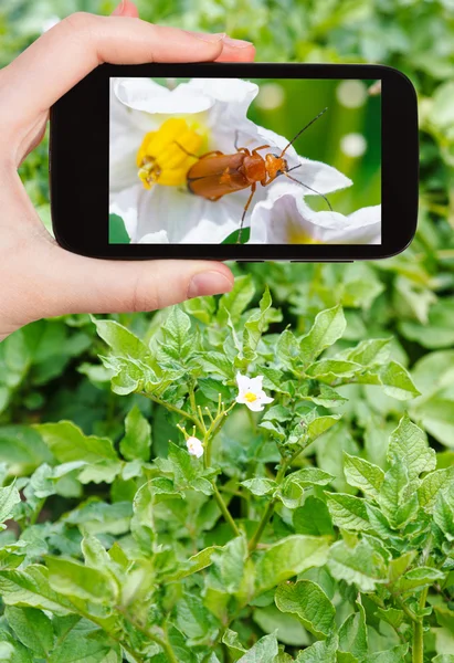 Tourist takes picture of potato flowers on field — ストック写真