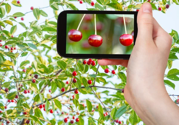 Turista tira fotos de galhos com cereja vermelha — Fotografia de Stock