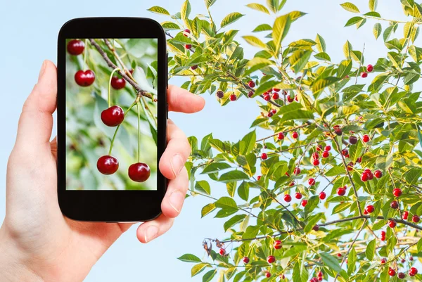 Tourist photographs of tree with ripe red cherry — Stok fotoğraf