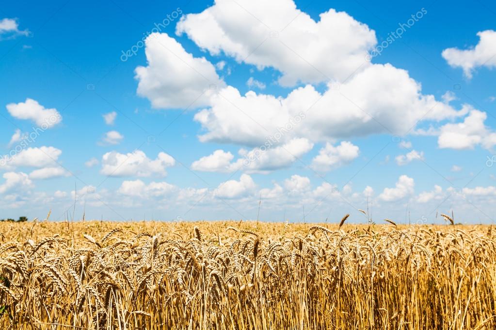 rural landscape with ears of ripe wheat in field
