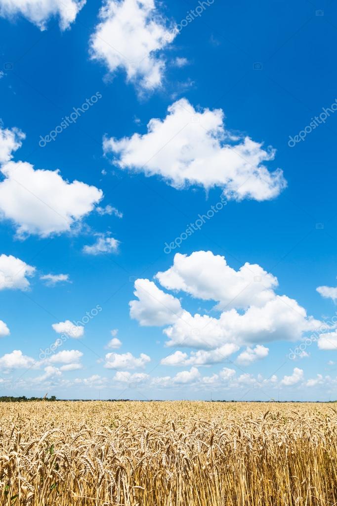 blue sky with white clouds over wheat plantation